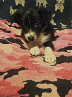 Misty (T-Cup Size), a female Chihuahua for sale in Cape Girardeau, MO – 7 of 10