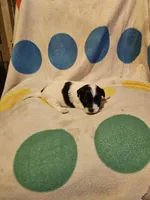 Emma (T-Cup, Call-Text), a female Chihuahua for sale in Cape Girardeau, MO – 4 of 10
