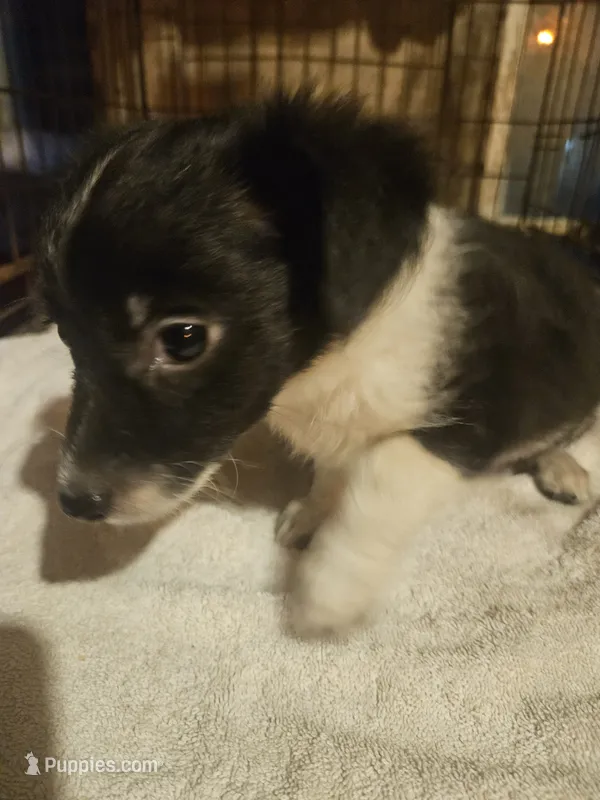Butter (Call-Text) – Chihuahua puppy for sale in Cape Girardeau, MO