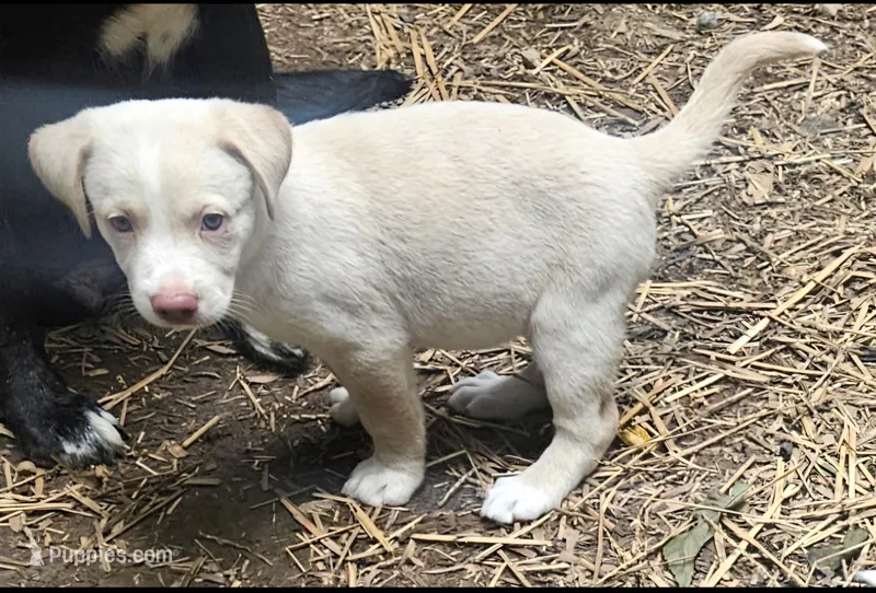 Emily "Sable/EE Red" – Border Collie puppy for sale in Cape Girardeau, MO