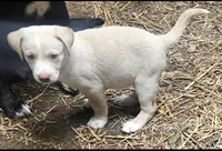 Emily "Sable/EE Red", a female Border Collie for sale in Cape Girardeau, MO – 1 of 10