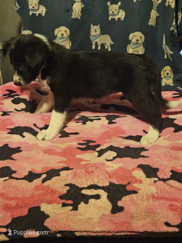 Misty (T-Cup) – Chihuahua puppy for sale in Cape Girardeau, MO