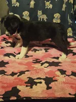 Misty (T-Cup Size), a female Chihuahua for sale in Cape Girardeau, MO – 1 of 10