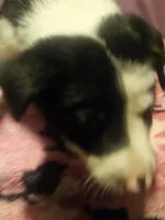 Tia (Call-Text), a female Border Collie for sale in Cape Girardeau, MO – 4 of 10