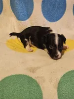 Checker (T-Cup, Call-Text), a male Chihuahua for sale in Cape Girardeau, MO – 9 of 10