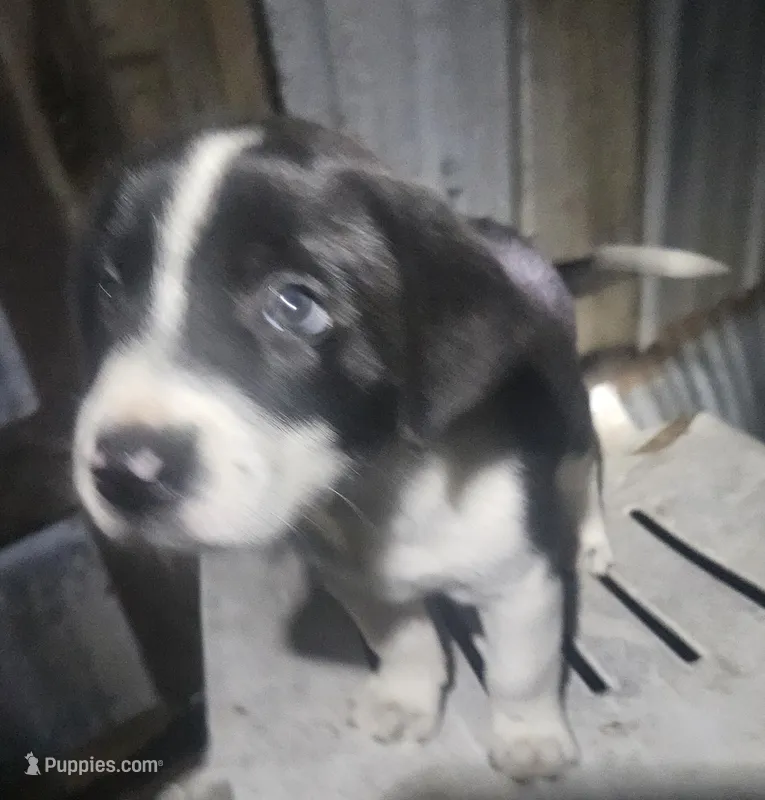 Bo (Traditional Markings) – Border Collie puppy for sale in Cape Girardeau, MO
