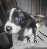 Bo (Call-Text), a male Border Collie for sale in Cape Girardeau, MO – 3 of 10