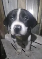 Bo (Call-Text), a male Border Collie for sale in Cape Girardeau, MO – 8 of 10