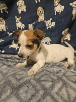 Princess (T-Cup, Call-Text), a female Chihuahua for sale in Cape Girardeau, MO – Photo 9 of 10