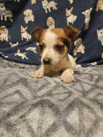 Princess (T-Cup, Call-Text), a female Chihuahua for sale in Cape Girardeau, MO – Photo 6 of 10