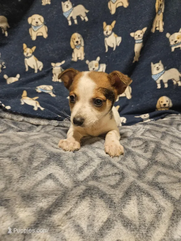 Princess (T-Cup, Call-Text) – Chihuahua puppy for sale in Cape Girardeau, MO