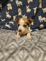 Princess (T-Cup, Call-Text), a female Chihuahua for sale in Cape Girardeau, MO – Photo 8 of 10