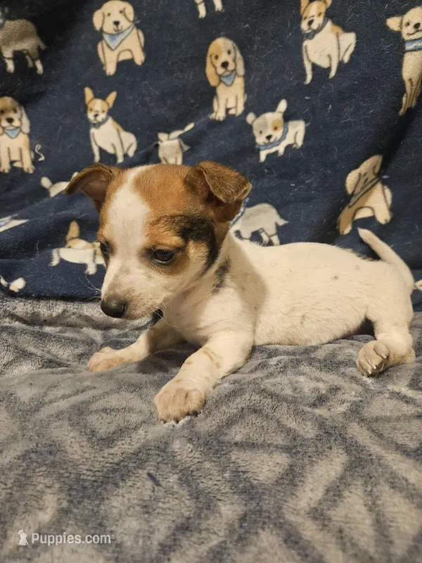 Princess (T-Cup, Call-Text) – Chihuahua puppy for sale in Cape Girardeau, MO