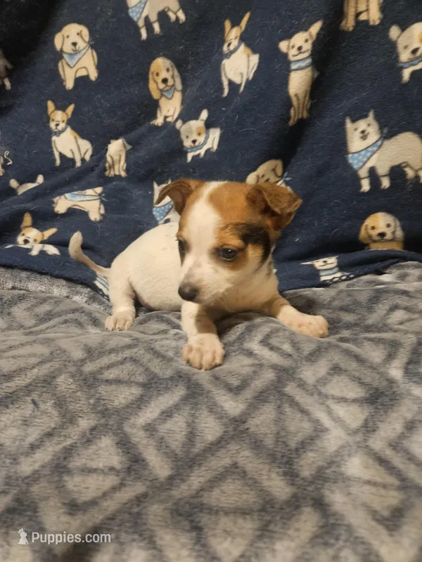 Princess (T-Cup, Call-Text) – Chihuahua puppy for sale in Cape Girardeau, MO