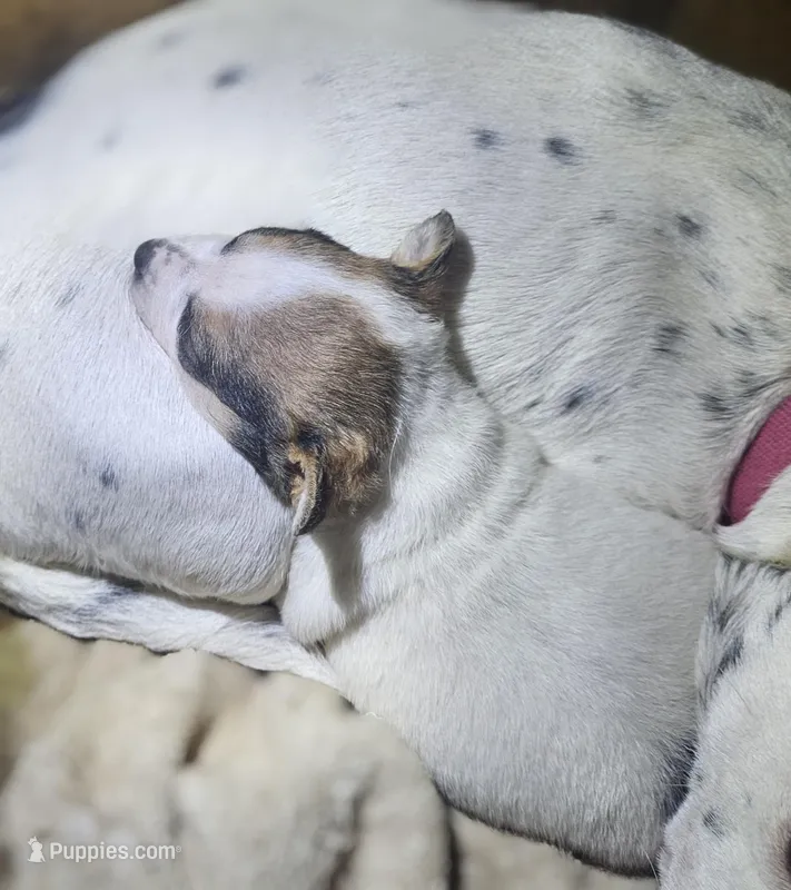 Princess, a female Chihuahua for sale in Cape Girardeau, MO – Photo 1 of 1