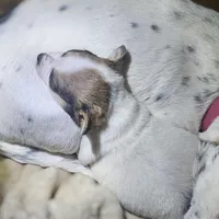 Princess (T-Cup, Call-Text), a female Chihuahua for sale in Cape Girardeau, MO – Photo 1 of 10