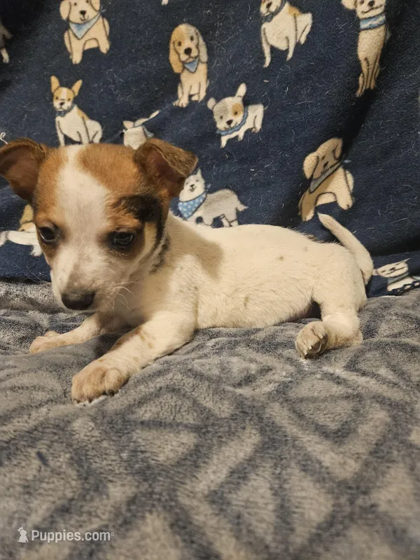 Princess (T-Cup, Call-Text) – Chihuahua puppy for sale in Cape Girardeau, MO
