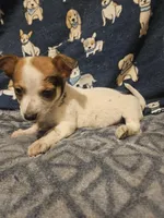 Princess (T-Cup, Call-Text), a female Chihuahua for sale in Cape Girardeau, MO – Photo 7 of 10