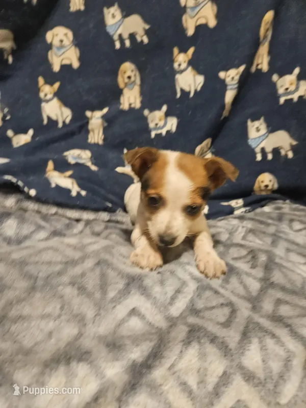 Princess (Call-Text) – Chihuahua puppy for sale in Cape Girardeau, MO