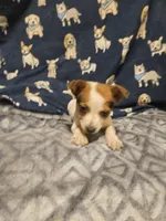 Princess (T-Cup, Call-Text), a female Chihuahua for sale in Cape Girardeau, MO – Photo 2 of 10