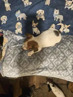 Princess (T-Cup, Call-Text), a female Chihuahua for sale in Cape Girardeau, MO – Photo 4 of 10