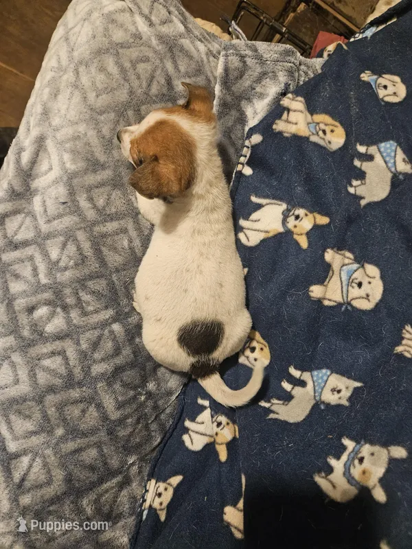 Princess (T-Cup, Call-Text) – Chihuahua puppy for sale in Cape Girardeau, MO