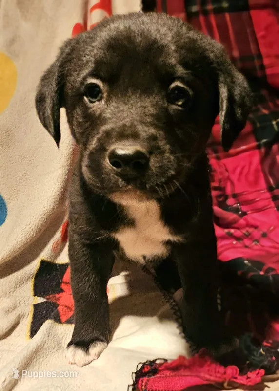 Joker (Chocolate, Call-Text)