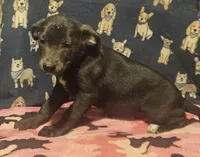 Filly (Lilac Blue Color & Blue Eyes), a female Border Collie for sale in Cape Girardeau, MO – 8 of 10
