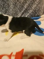 Bo (Perfect Markings), a male Border Collie for sale in Cape Girardeau, MO – 6 of 10