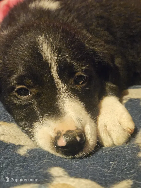 GiGi (Call-Text) – Border Collie puppy for sale in Cape Girardeau, MO
