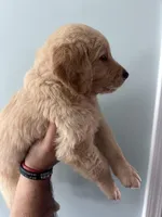 Green (AKC), a male Golden Retriever for sale in Atlanta, GA – Photo 3 of 3