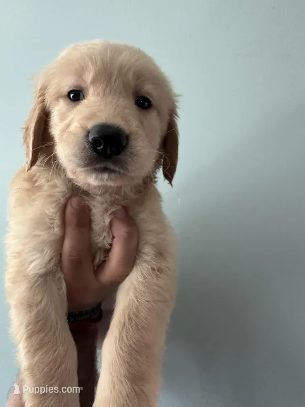 Green (AKC) – Golden Retriever puppy on hold in Atlanta, GA