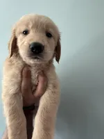 Green (AKC), a male Golden Retriever for sale in Atlanta, GA – Photo 1 of 3