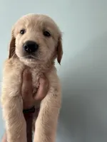 Green (AKC), a male Golden Retriever for sale in Atlanta, GA – Photo 2 of 3