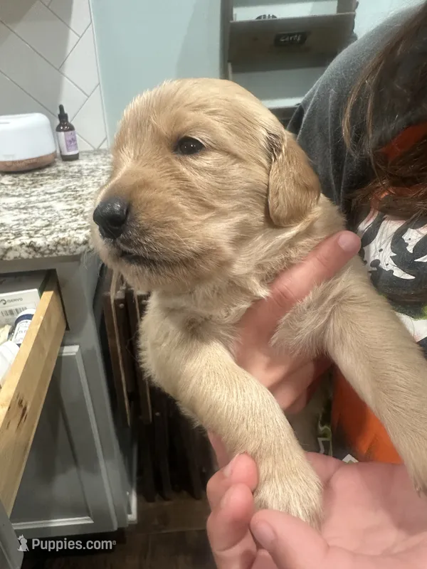 Purple Collar (Female) AKC – Golden Retriever puppy for sale in Tampa, FL