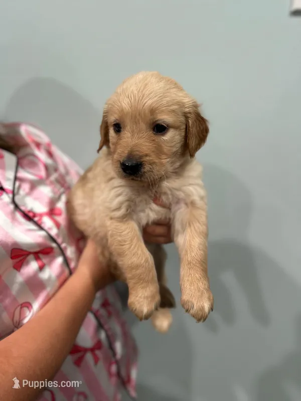 Pink (AKC) – Golden Retriever puppy for sale in Saint Augustine, FL