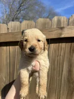 Pink (AKC), a female Golden Retriever for sale in Saint Augustine, FL – Photo 1 of 2