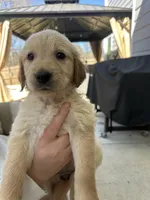 Pink (AKC) FL and GA, a female Golden Retriever for sale in Atlanta, GA – Photo 2 of 6