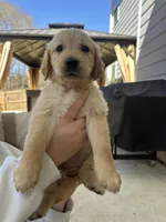 Pink (AKC) FL and GA, a female Golden Retriever for sale in Atlanta, GA – Photo 1 of 6