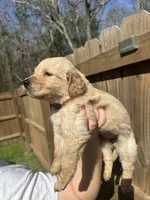Pink (AKC), a female Golden Retriever for sale in Saint Augustine, FL – Photo 2 of 2