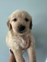 Pink (AKC), a female Golden Retriever for sale in Atlanta, GA – Photo 1 of 6
