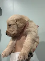 Green (AKC), a male Golden Retriever for sale in Atlanta, GA – Photo 2 of 2