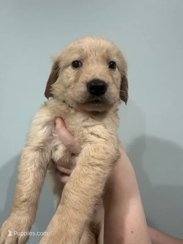 Green (AKC) – Golden Retriever puppy for sale in Saint Augustine, FL