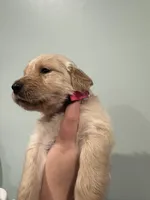 Pink (AKC), a female Golden Retriever for sale in Atlanta, GA – Photo 2 of 2