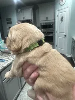 Green Collar (Male) AKC, a  Golden Retriever for sale in Tampa, FL – 2 of 3