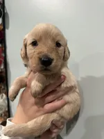 Gray (AKC), a female Golden Retriever for sale in Atlanta, GA – Photo 1 of 2