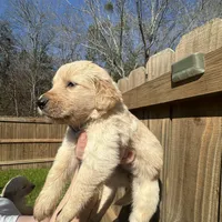 Gray (AKC) FL and GA, a female Golden Retriever for sale in Saint Augustine, FL – Photo 8 of 8