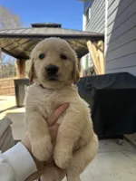 Gray (AKC) FL and GA, a female Golden Retriever for sale in Saint Augustine, FL – Photo 2 of 8