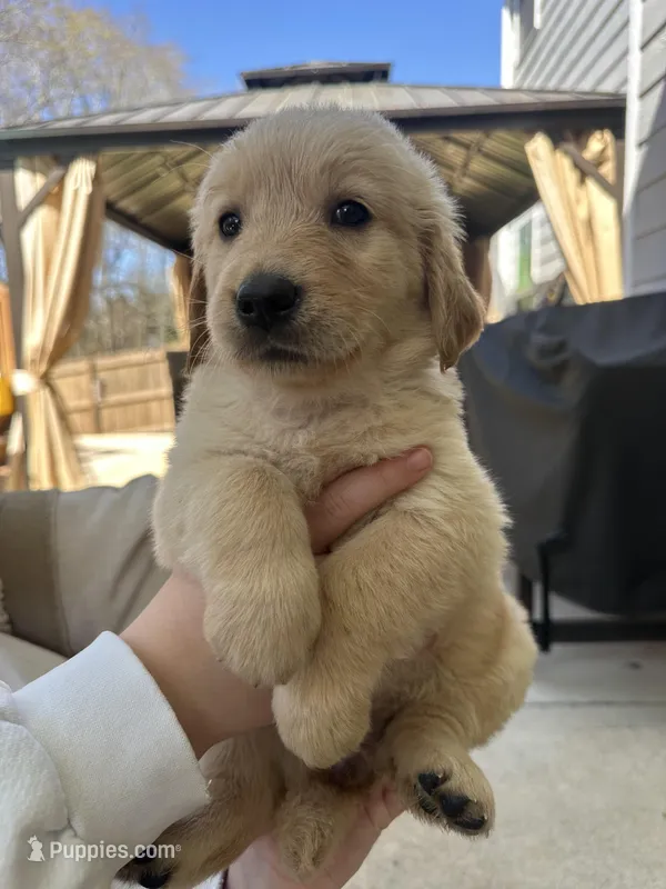 Gray (AKC) FL and GA – Golden Retriever puppy for sale in Saint Augustine, FL