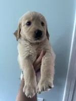 Gray (AKC) FL and GA, a female Golden Retriever for sale in Saint Augustine, FL – Photo 4 of 8